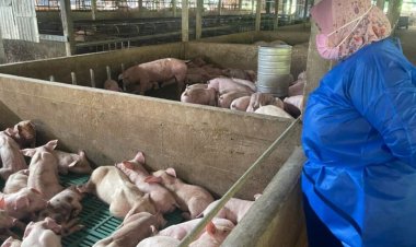 11 ladang catat kes demam babi Afrika di Pulau Pinang