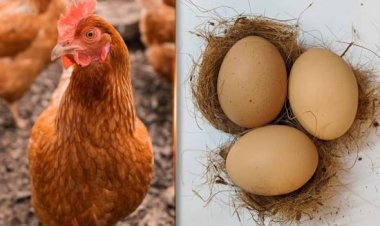 Bekalan ayam dan telur kembali pulih bulan ini