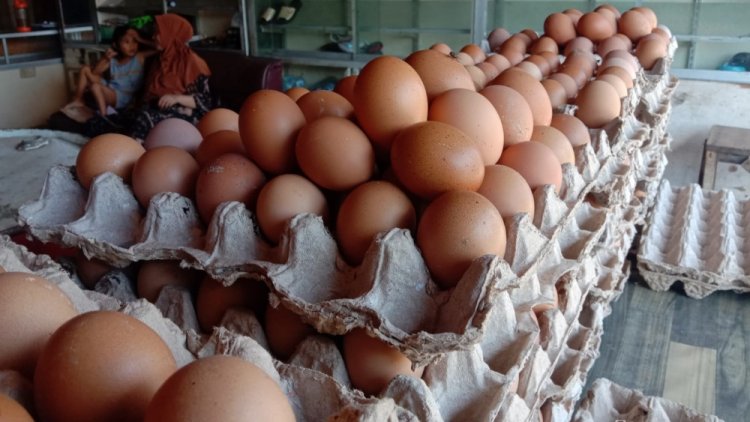 Pemberian subsidi telur ayam dilanjut hingga Jun 23