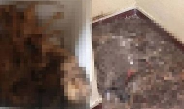 Abai 5 ekor kucing hingga mati, jurujual dipenjara dua tahun, denda RM50,000