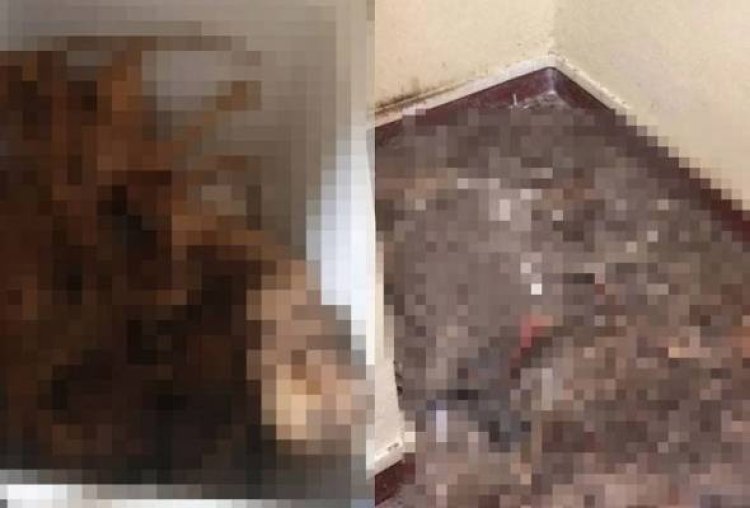 Abai 5 ekor kucing hingga mati, jurujual dipenjara dua tahun, denda RM50,000